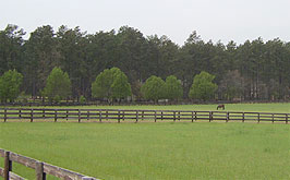 Southern Pines and Pinehurst real estate is perfect for horse farms.